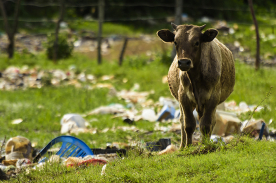 Más intolerancia alimentaria